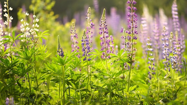 Purple flowers lupinus lupin lupine Summer flower background Selective focus