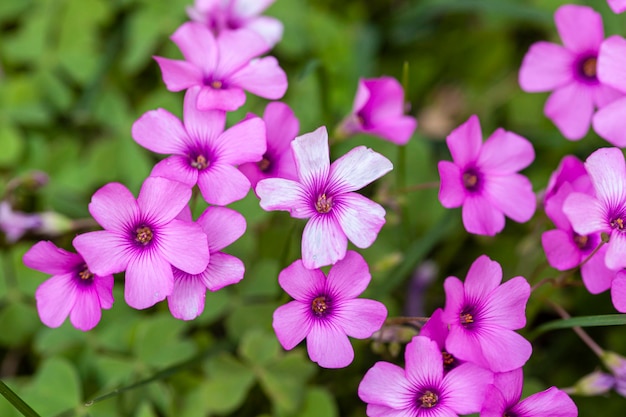 Purple flowers in the meadow at spring