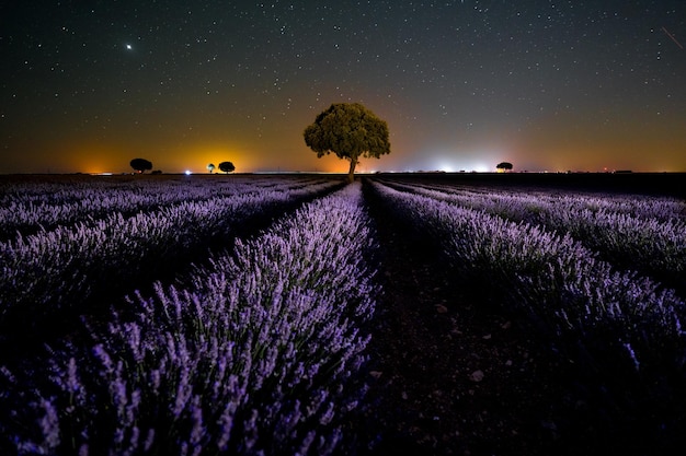 Purple flowers in the milky way in a summer lavender field Brihuega Guadalajara