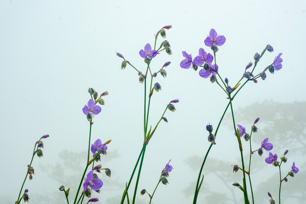 Purple flowers in the mist