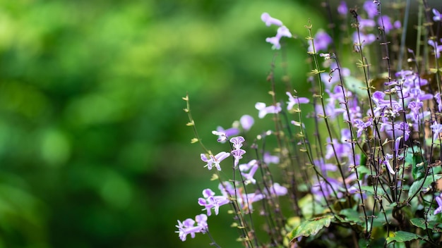 Foto fiori viola mona lavanda sullo sfondo verde del giardino spazio di copia