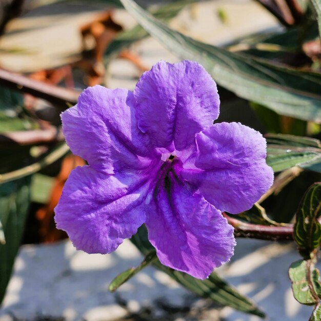 Purple flowers in the morning show their beauty