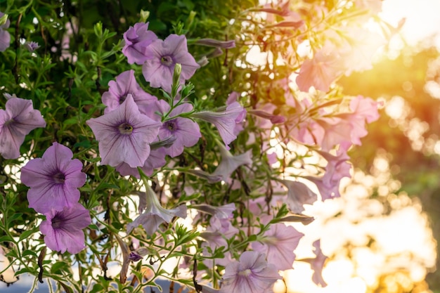 Purple flowers in the morning.