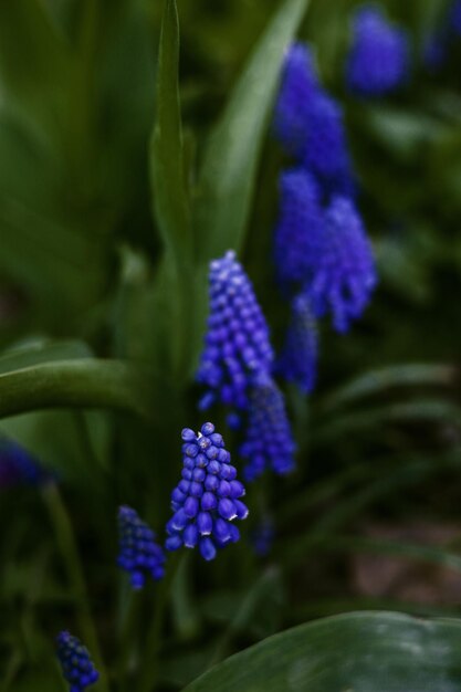 Purple flowers muscari or grape hyacinth in the sping garden