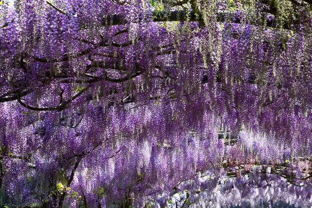 写真 野原の紫の花