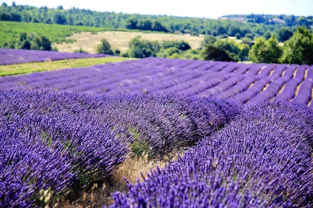 写真 野原の紫の花