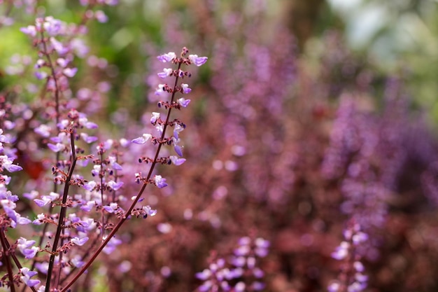 写真 庭の紫色の花