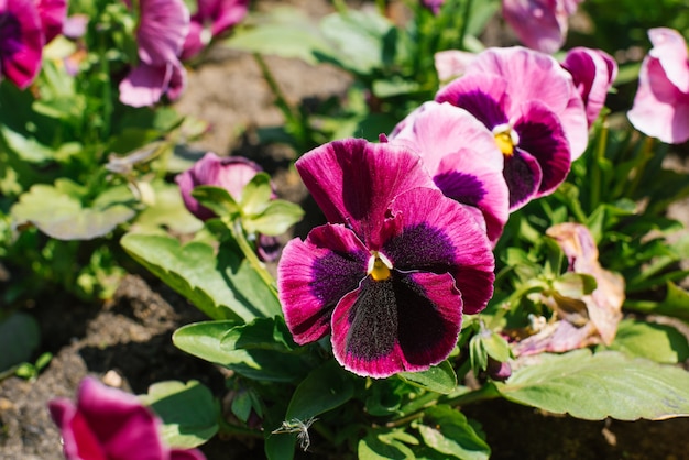 晴れた日に夏に庭の花壇に紫色の花パンジーが咲く