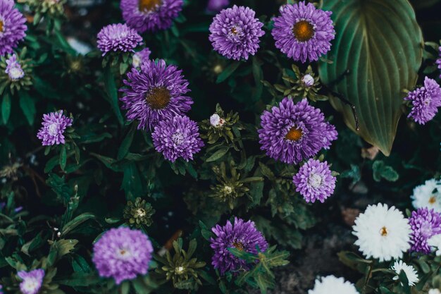 Photo purple flowers photo