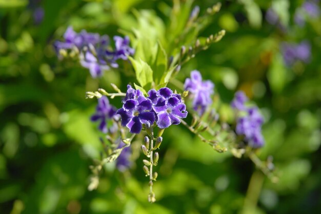 Foto fiori viola di bacca di piccione anche conosciuta come duranta repens ragazza geisha