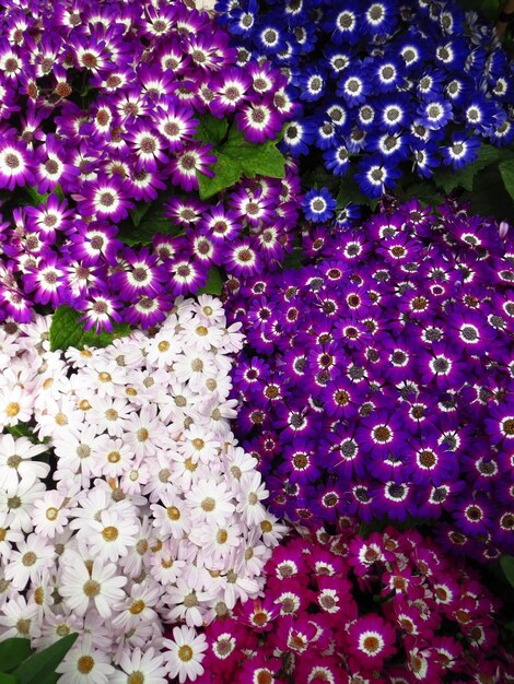 Purple flowers plant