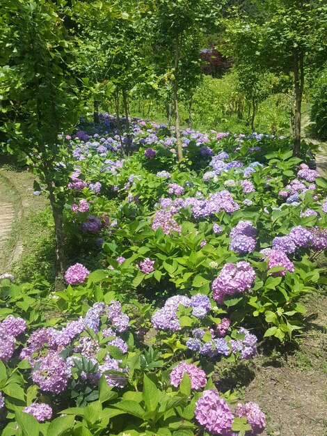 Purple flowers on the roadside