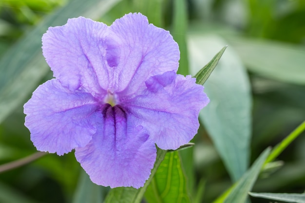 Purple flowers, ruellias, wild petunias. 