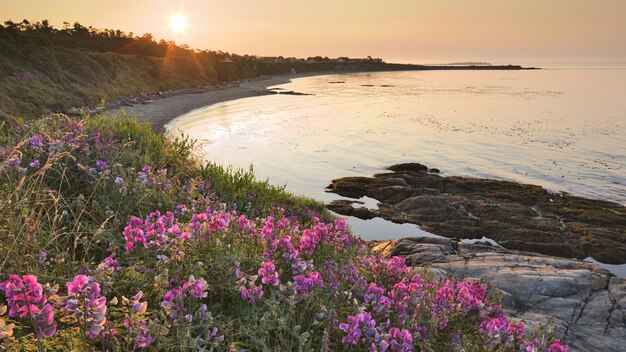 purple flowers on the shore of a lake with the sun setting behind them