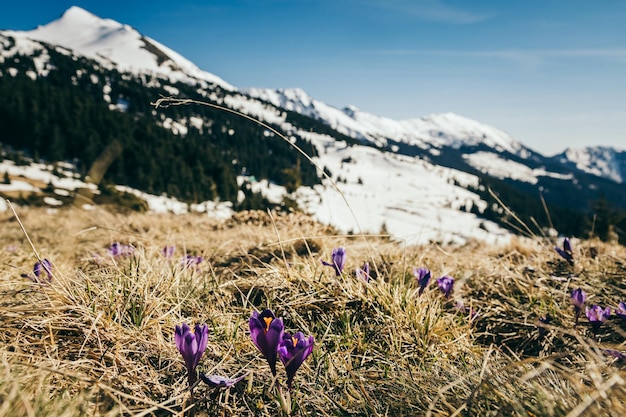 背景の春の山の紫色の花の雪をかぶったピーク