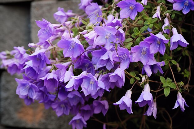 purple flowers on a stone wall