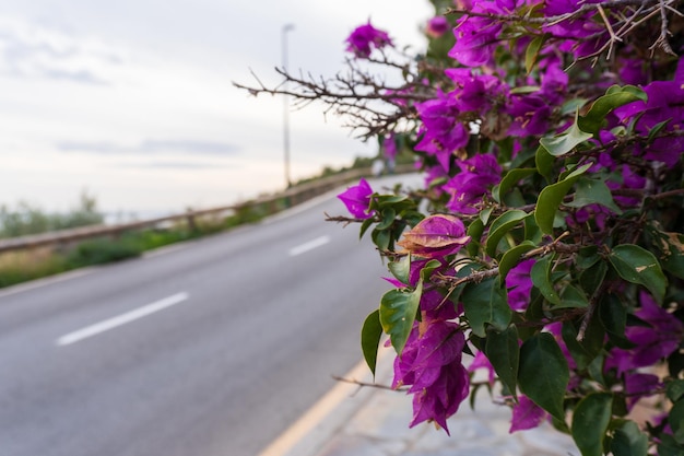 purple flowers on the street