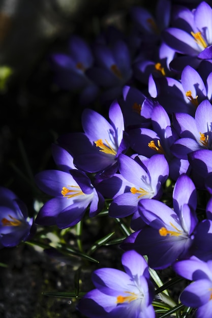 purple flowers in the sun in the garden