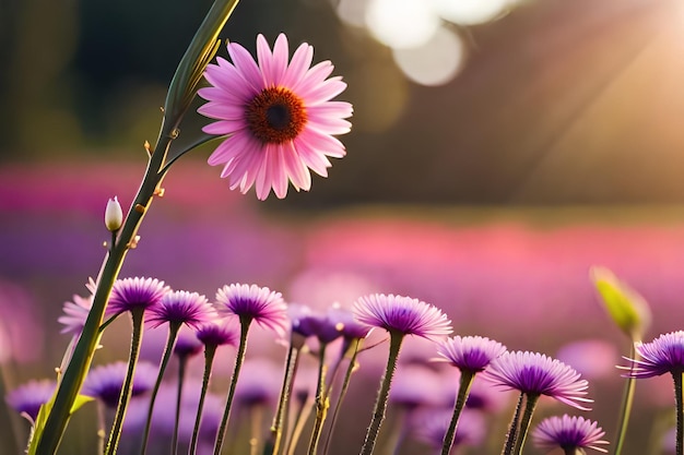 太陽の光の中の紫色の花