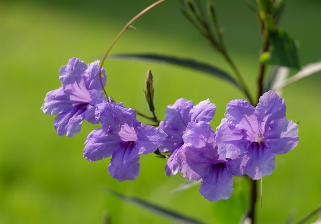 Purple flowers on sunny day