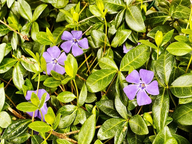 Photo purple flowers in the sunshine