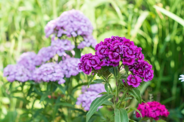 ぼやけた緑の背景にスウィート ウィリアム ナデシコ バルバトゥスの紫色の花トルコ カーネーション ナデシコ科家族選択と集中