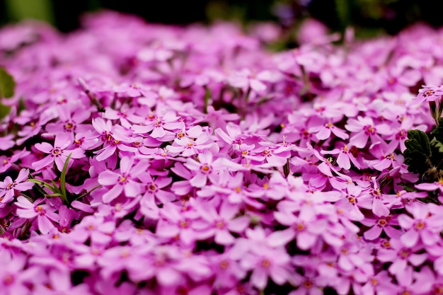 Purple flowers texture closeup