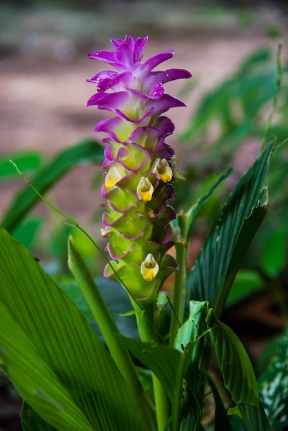 Purple flowers in Thailand And as herbs