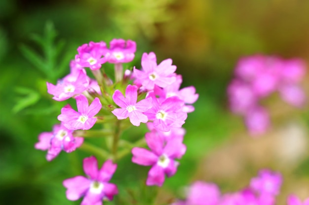 トロピカルガーデンの紫色の花