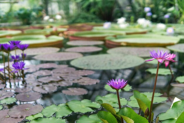 Foto fiori viola di un giglio d'acqua tropicale nell'habitat naturale