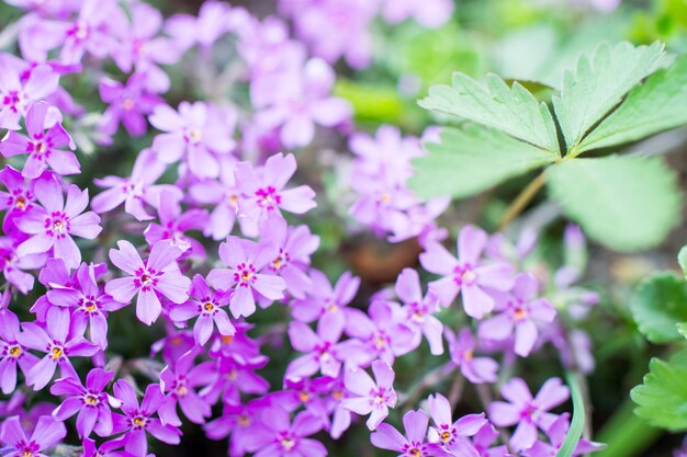 Purple flowers in the village garden colorful background