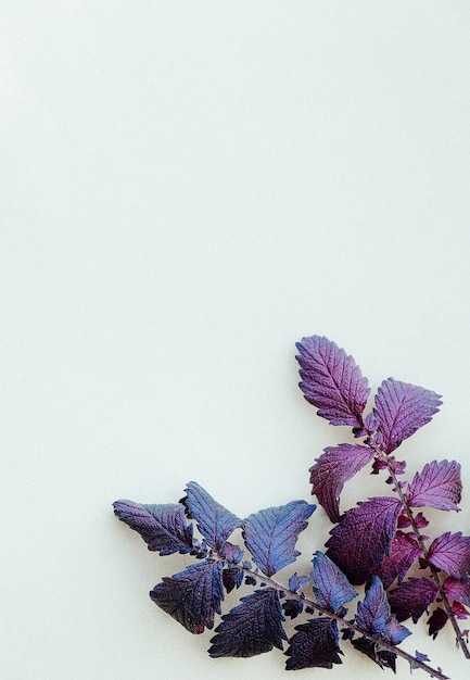 Purple flowers on white background. Aesthetic wallpaper. Autumn floral plant composition