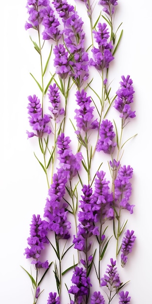 白い背景の上の紫色の花