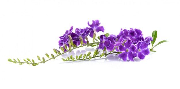 Purple flowers on white wall