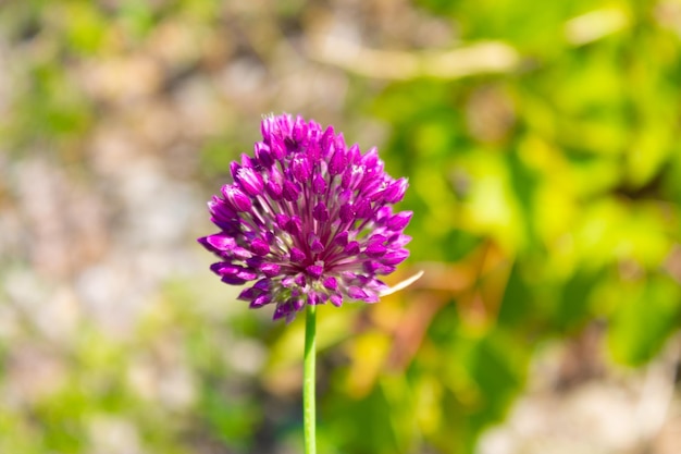 Purple flowers wild leek on sky background