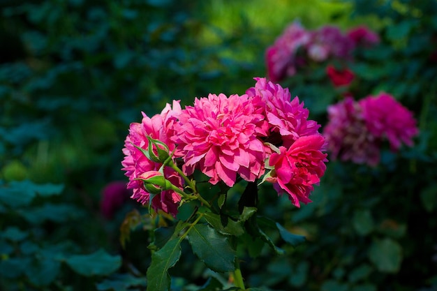 Purple flowers in wild nature