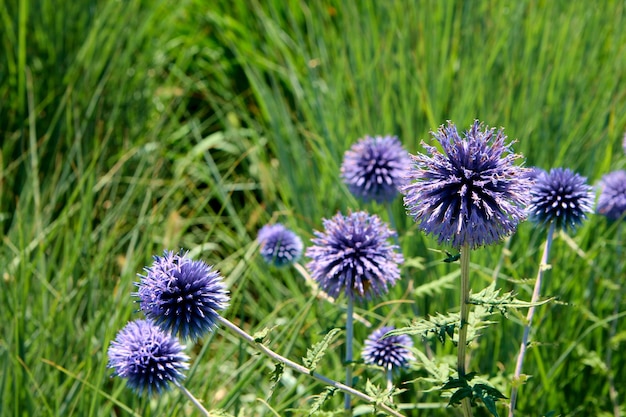 Purple flowers with green leaves in the background