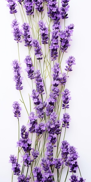 白い背景に紫の花