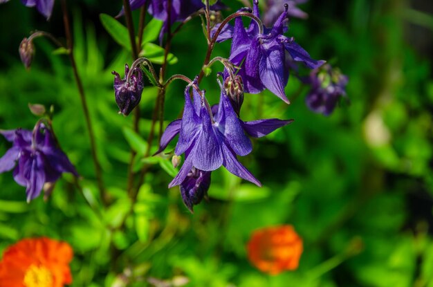 Photo purple flowers with the word bell on them