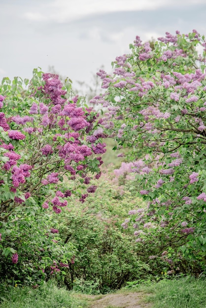 Photo purple flowers with the word fairy written on them