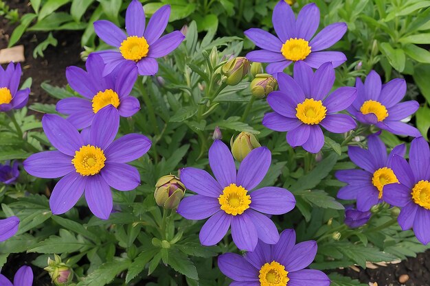 Purple flowers with yellow centers are growing in a garden