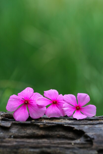 木製の自然の背景に紫の花