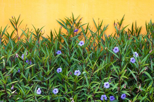 Purple flowers and yellow wall in the spring colors flowers for background
