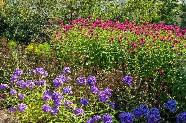 Purple flowers