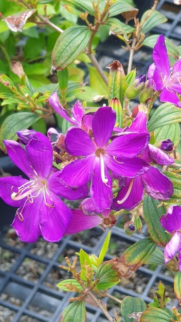 Purple flowers