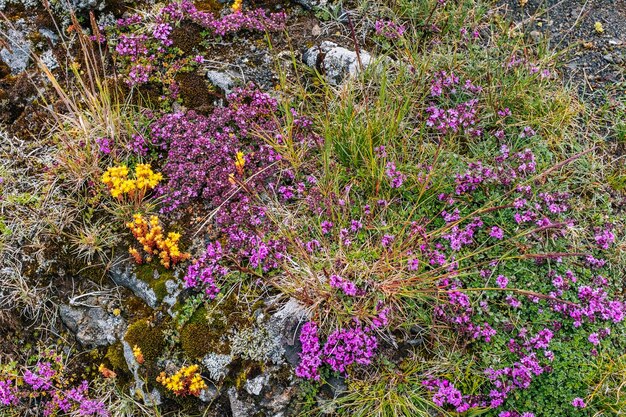 Purple flowers