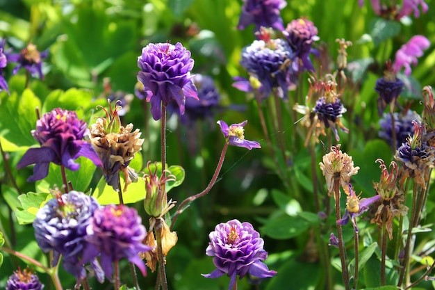 Purple flowers