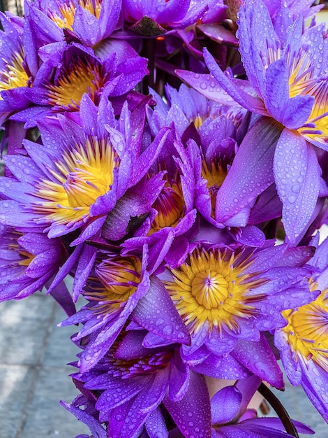 Purple Flowers