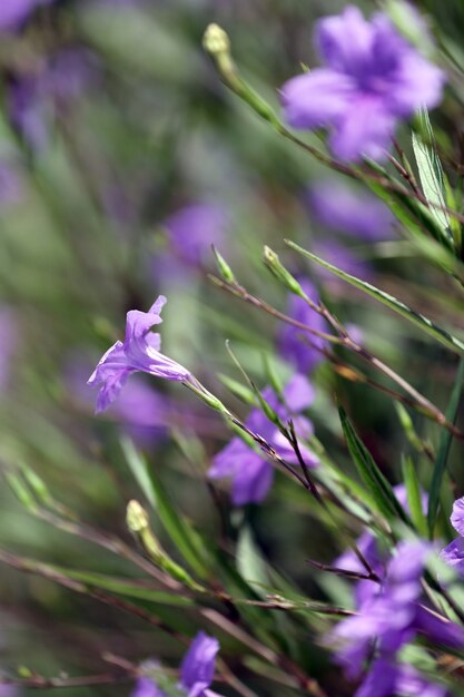 Purple flowers.