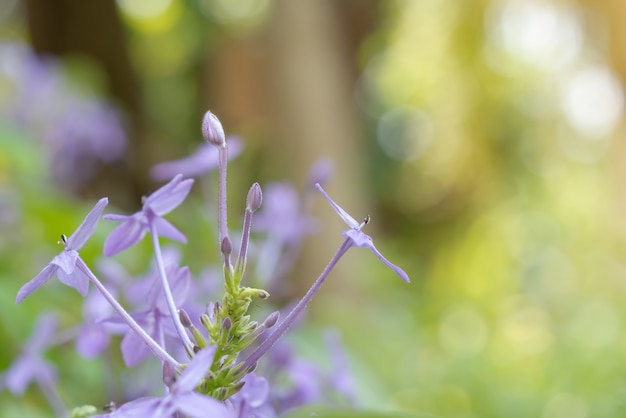 Purple flowers